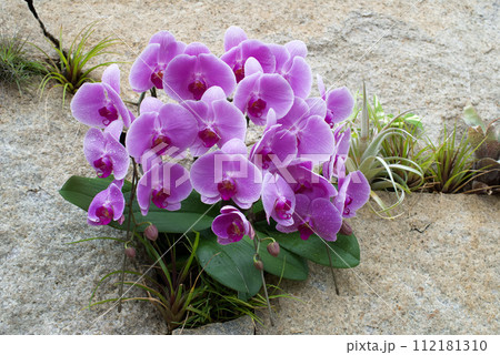 幸せが飛んでくる(胡蝶蘭) 幸せが飛んでくる(胡蝶蘭) 112181310