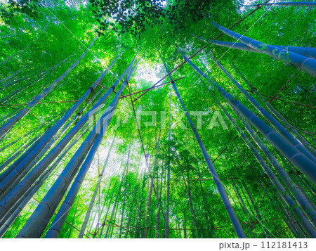 竹・竹林・和風　イメージ 112181413