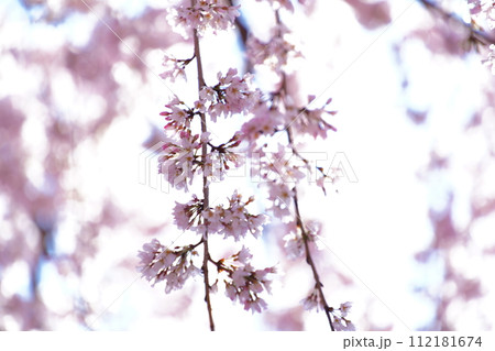 上野に咲く桜の花 上野に咲く桜の花 112181674