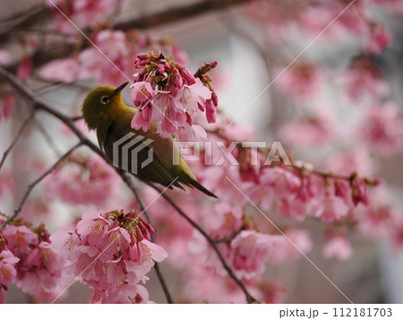 おかめ桜の蜜を吸うメジロ 112181703