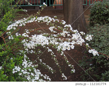 春を告げる可憐な雪柳 112181774