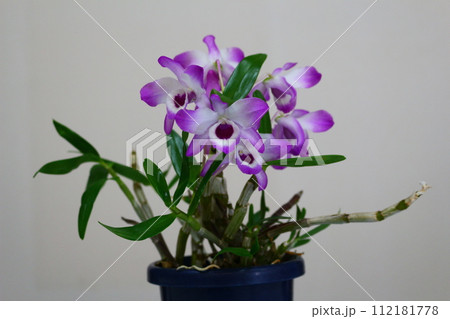 デンドロビウムの花 紫と白 デンドロビウムの花 紫と白 112181778