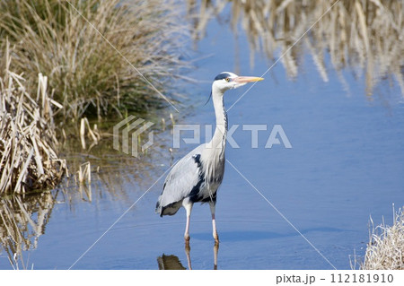 青鷺 heron / Japan 青鷺 heron / Japan 112181910