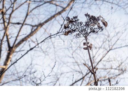 ガクアジサイの美しい枯れた姿 112182206