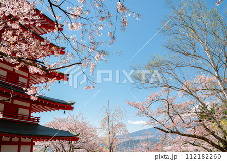 Arakurayama Sengen Park Chureito Pagoda and Fuji Mountain with cherry blossoms in Yamanashi, Japan 112182260