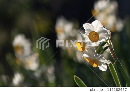 池の畔にニホンスイセン 池の畔にニホンスイセン 112182487