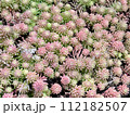 自然に自生した多肉植物のマンネングサ 112182507