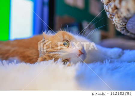 猫 猫 112182793