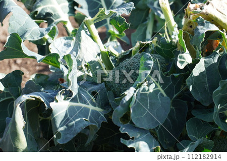 収穫前のブロッコリー 112182914