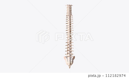 The vertebral column is a series of approximately 33 bones called vertebrae, which are separated by intervertebral discs 112182974