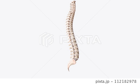 The vertebral column surrounds the spinal cord which travels within the spinal canal, 112182978
