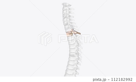 Second thoracic vertebrae (T2): The T2 vertebra is larger than T1 ... thoracic vertebra and the lumbar vertebrae Second thoracic vertebrae (T2): The T2 vertebra is larger than T1 ... thoracic vertebra and the lumbar vertebrae 112182992