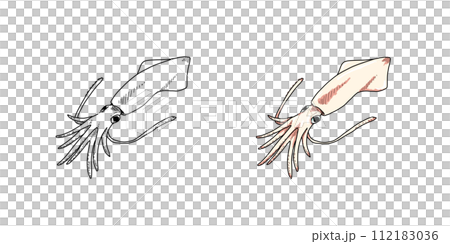 從某個角度看到的魷魚插圖（彩色和單色） 112183036