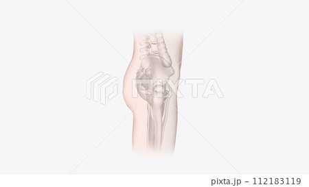 The integumentary system is the largest organ of the body The integumentary system is the largest organ of the body 112183119