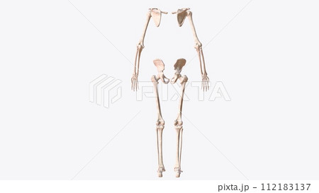 The appendicular skeleton is one of two major bone groups in the body 112183137