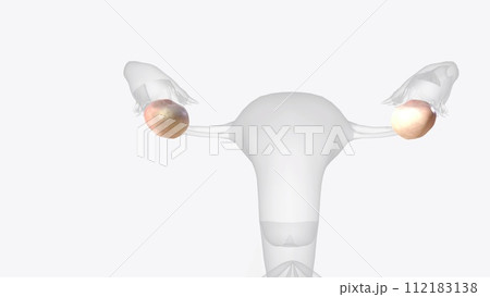 The ovaries are small, oval-shaped glands located on either side of your uterus 112183138