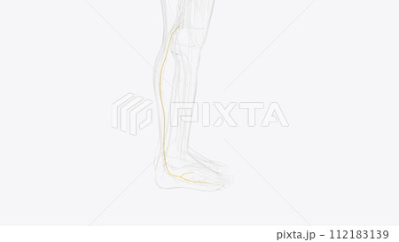 sural nerve and terminal branches sural nerve and terminal branches 112183139