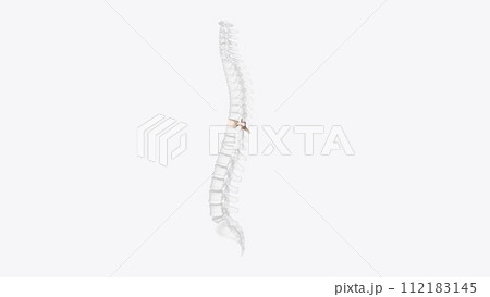 The thoracic spinal vertebrae consist of 12 total vertebrae and are located between the cervical vertebrae The thoracic spinal vertebrae consist of 12 total vertebrae and are located between the cervical vertebrae 112183145