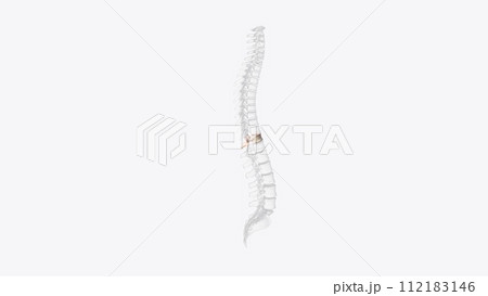 The eleventh thoracic vertebra (T11) is located near the bottom of the thoracic spine The eleventh thoracic vertebra (T11) is located near the bottom of the thoracic spine 112183146