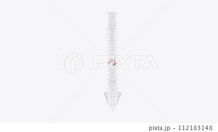 The eleventh thoracic vertebra (T11) is located near the bottom of the thoracic spine The eleventh thoracic vertebra (T11) is located near the bottom of the thoracic spine 112183148