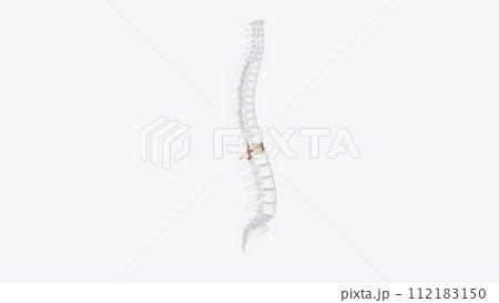 Twelfth thoracic vertebra 112183150