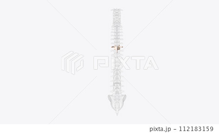 The T7 vertebra is the seventh thoracic vertebra, found in the middle of the chest between the seventh and eighth pairs of ribs The T7 vertebra is the seventh thoracic vertebra, found in the middle of the chest between the seventh and eighth pairs of ribs 112183159