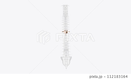 The eighth thoracic vertebra is, together with the ninth thoracic vertebra, at the same level as the xiphisternum The eighth thoracic vertebra is, together with the ninth thoracic vertebra, at the same level as the xiphisternum 112183164
