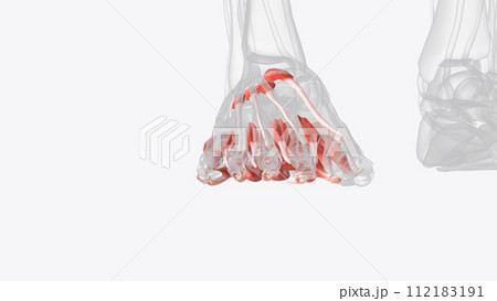 There are two intrinsic muscles located within the dorsum of the foot - the extensor digitorum brevis and extensor hallucis brevis 112183191