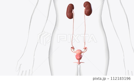 The urinary system consists of the kidneys, ureters, urinary bladder, and urethra. The urinary system consists of the kidneys, ureters, urinary bladder, and urethra. 112183196