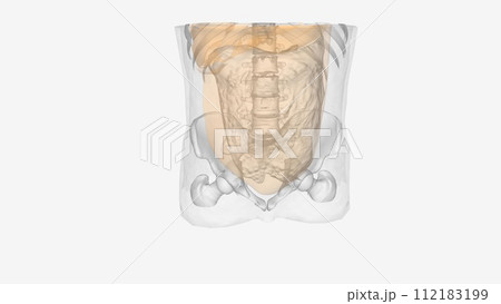 The peritoneum is the serous membrane that lines the abdominal cavity 112183199