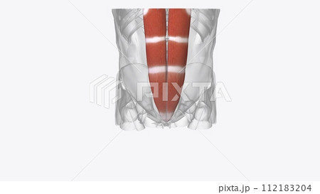 rectus abdominis - slung between the ribs and the pubic bone at the front of the pelvis 112183204