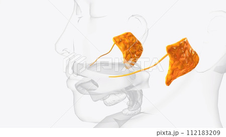Parotid glands and ducts 3d 112183209
