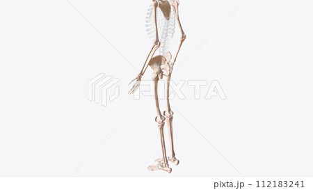 The appendicular skeleton is one of two major bone groups in the body The appendicular skeleton is one of two major bone groups in the body 112183241