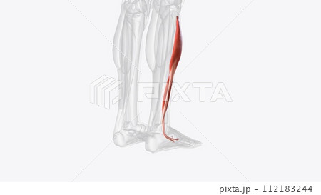 Lateral compartmentmuscles of right lower leg Lateral compartmentmuscles of right lower leg 112183244