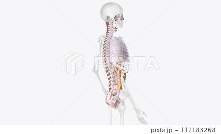 The axial connective tissue system 112183268