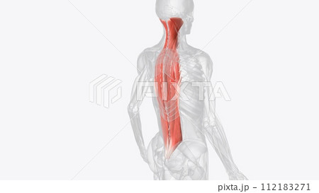 There are three intermediate intrinsic back muscles - the iliocostalis, longissimus and spinalis There are three intermediate intrinsic back muscles - the iliocostalis, longissimus and spinalis 112183271
