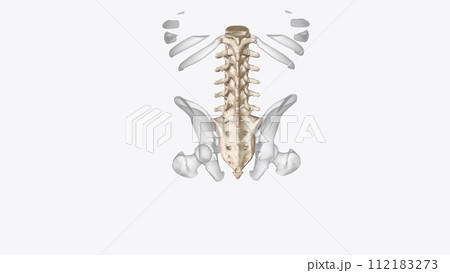 Abdomen Transverse, Vertebral column 112183273