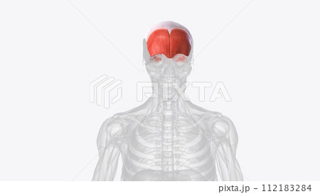 The occipitofrontalis muscle (epicranius muscle) is a muscle which covers parts of the skull The occipitofrontalis muscle (epicranius muscle) is a muscle which covers parts of the skull 112183284