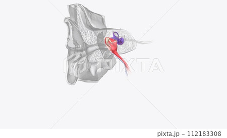 The inner ear (internal ear, auris interna) is the innermost part of the vertebrate ear The inner ear (internal ear, auris interna) is the innermost part of the vertebrate ear 112183308