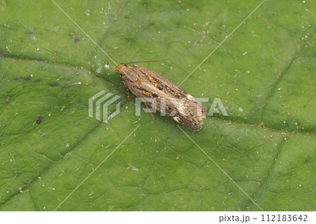Detailed closeup on a small Gelechiidae moth, Aroga velocella sitting on a green leaf 112183642