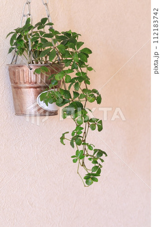 シュガーパイン シュガーパイン 112183742