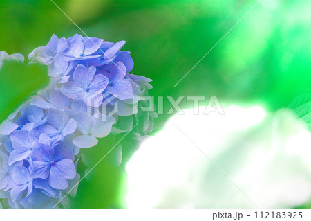 青い紫陽花 112183925