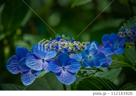 青いガクアジサイ 112183926
