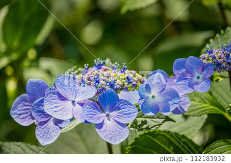 青いガクアジサイ 112183932