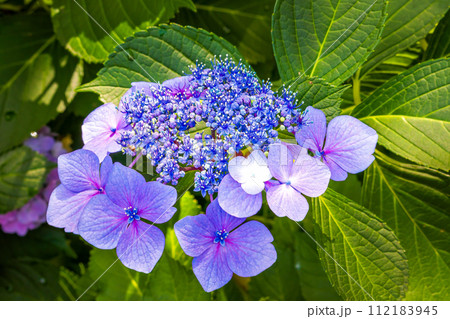 紫色の装飾花を付けた手毬咲きのアジサイの花房をクローズアップで撮影した写真 112183945