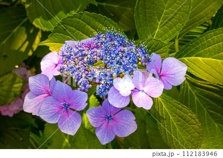 紫色の装飾花を付けた手毬咲きのアジサイの花房をクローズアップで撮影した写真 112183946