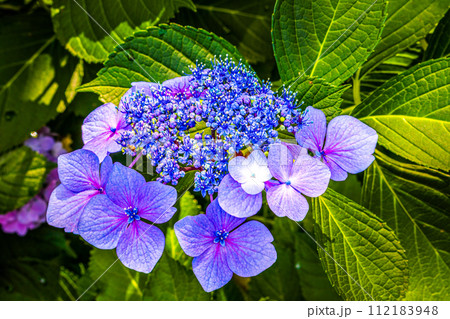 紫色の装飾花を付けた手毬咲きのアジサイの花房をクローズアップで撮影した写真 112183948