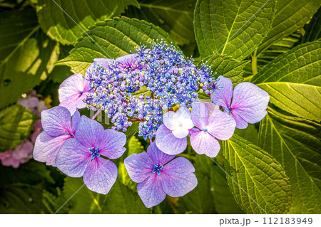 紫色の装飾花を付けた手毬咲きのアジサイの花房をクローズアップで撮影した写真 112183949
