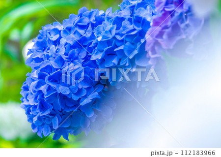 青い紫陽花 青い紫陽花 112183966