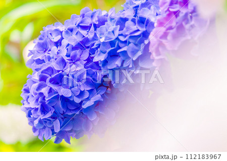青い紫陽花 112183967